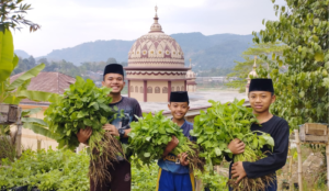 Kembali Dilaksanakan! Panen Sayur Bayam yang Menyehatkan dari Tangan Anak-Anak Yatim LKSA Al Hilal