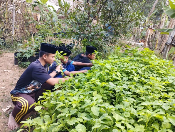 Kembali Dilaksanakan! Panen Sayur Bayam yang Menyehatkan dari Tangan Anak-Anak Yatim LKSA Al Hilal