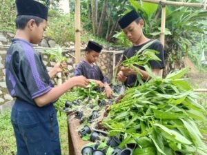 Intip Proses Panen Sayur Kangkung Hidroponik yang Dikelola Anak-Anak LKSA Al Hilal Cililin, Yuk! Intip Proses Panen Sayur Kangkung Hidroponik yang Dikelola Anak-Anak LKSA Al Hilal Cililin, Yuk!