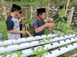 Intip Proses Panen Sayur Kangkung Hidroponik yang Dikelola Anak-Anak LKSA Al Hilal Cililin, Yuk!
