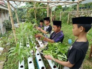 Intip Proses Panen Sayur Kangkung Hidroponik yang Dikelola Anak-Anak LKSA Al Hilal Cililin, Yuk!