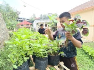 Sayuran Organik dan Hidroponik Kembali Hadirkan Manfaat Untuk Anak Yatim Penghafal Quran LKSA Al Hilal Cililin Sayuran Organik dan Hidroponik Kembali Hadirkan Manfaat Untuk Anak Yatim Penghafal Quran LKSA Al Hilal Cililin