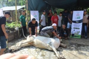 Laporan Distribusi Qurban 1445 H/2024 M LAZISWAF LKSA Al Hilal Jangkau 6.771 Penerima Manfaat di Pelosok Desa