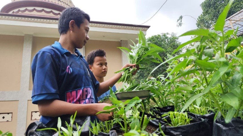 Alhamdulillah Panen Lagi! Sayuran Kangkung Kembali Hadirkan Manfaat Untuk Anak-Anak LKSA Al Hilal 1 Cililin